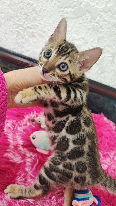 Розплідник бенгалів Дівчинка Документи