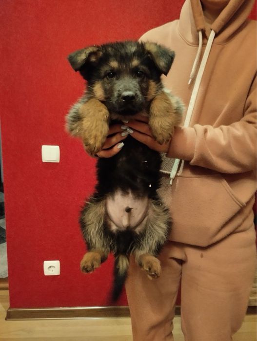 Продам цуценят Німецької вівчарки