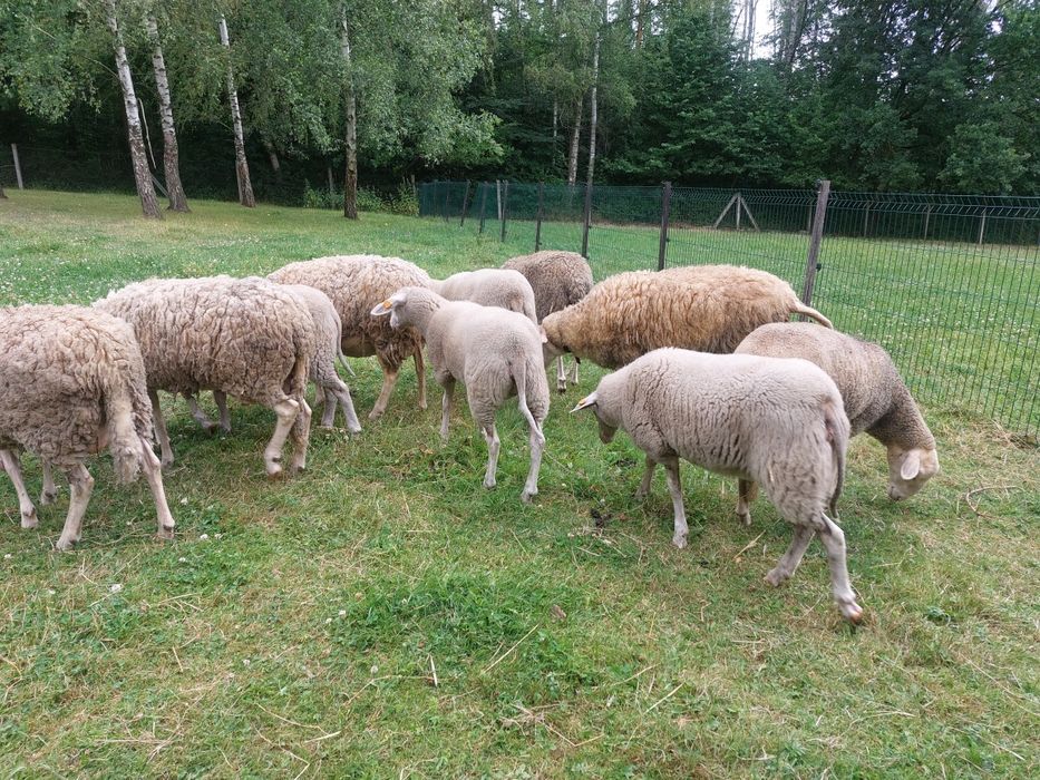 Owca   mleczna lacon sprzedam