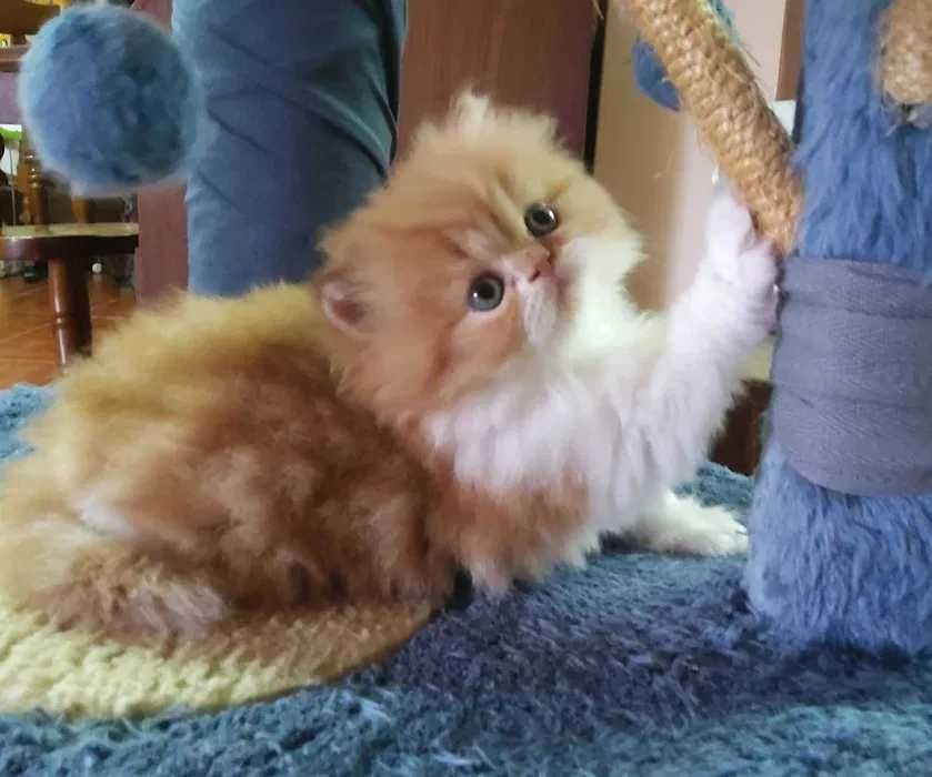 gatinho persa puro bicolor