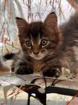 Kotka szylkreta maine coon