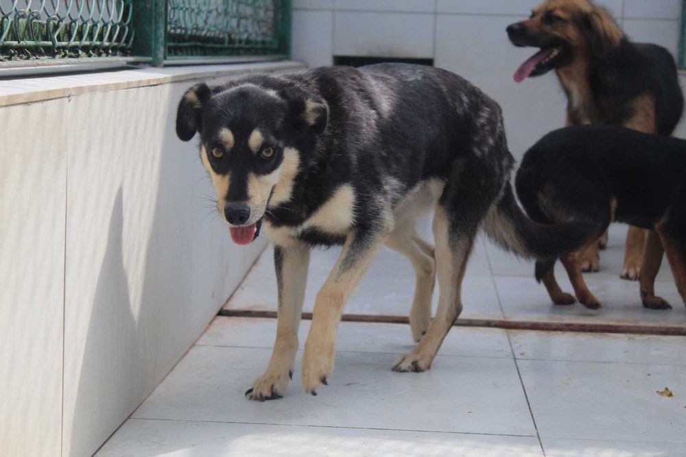 722418 Florka do adopcji