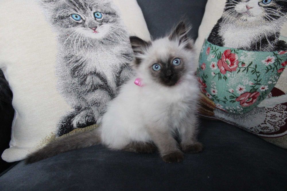 kotka syberyjska Neva Masquarade