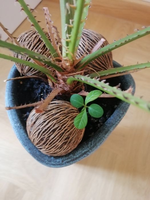 Palma roślina doniczkowa 4 lata