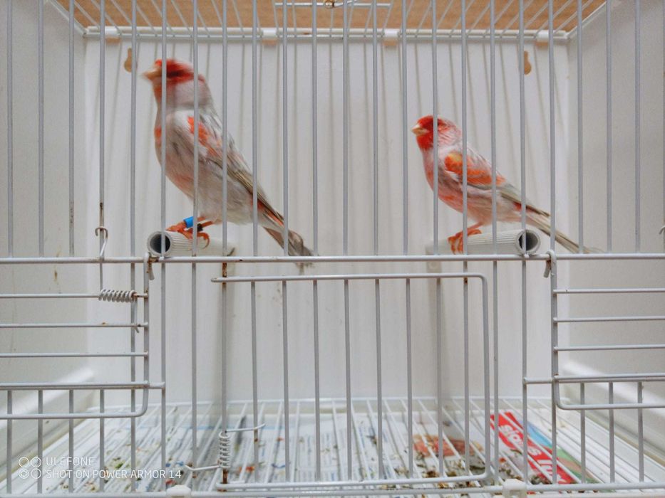 Vendo canários apartir de 10€