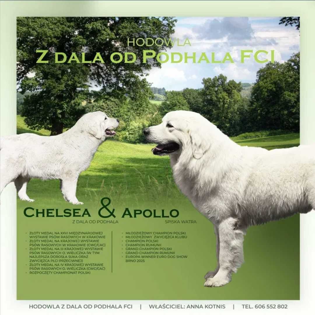 Owczarek podhalański, owczarki podhalańskie szczeniaki FCI/ZKwP