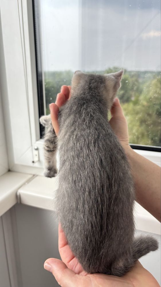 Котик в добрі руки
