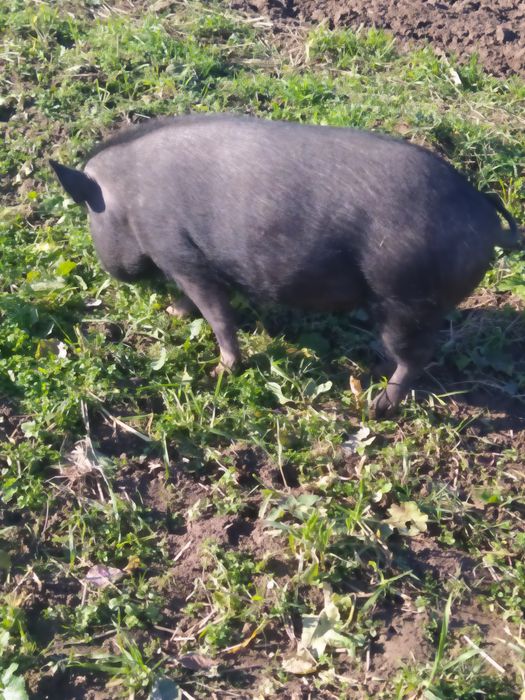 Продам в'єтнамську льошку, свиню, порося.