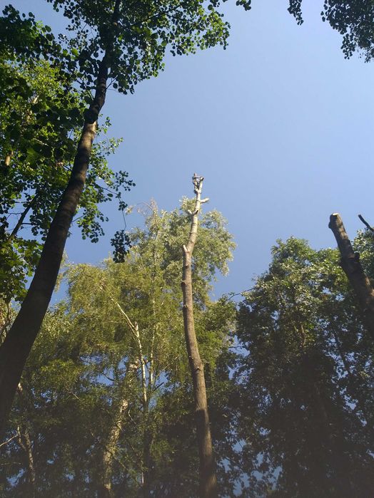 Wycinka drzew Ścinka drzew