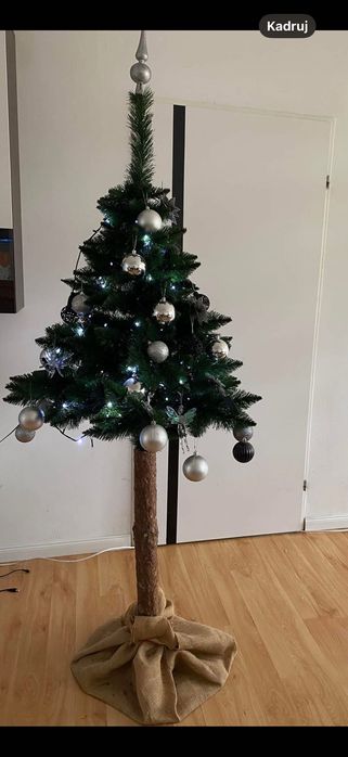 Choinka na pniu.