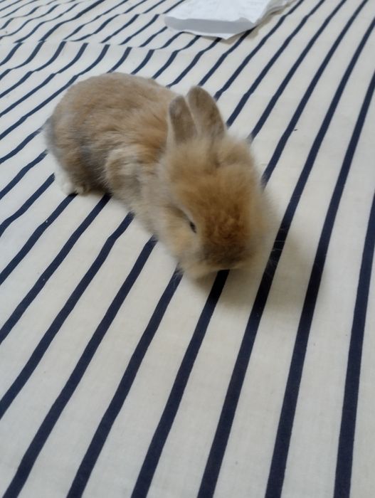 Coelho anão bebe