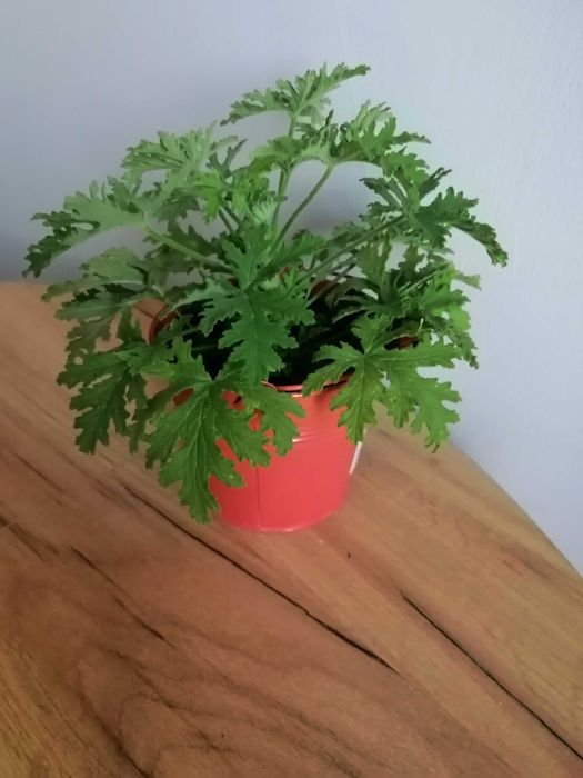 Geranium anginka cytrynka