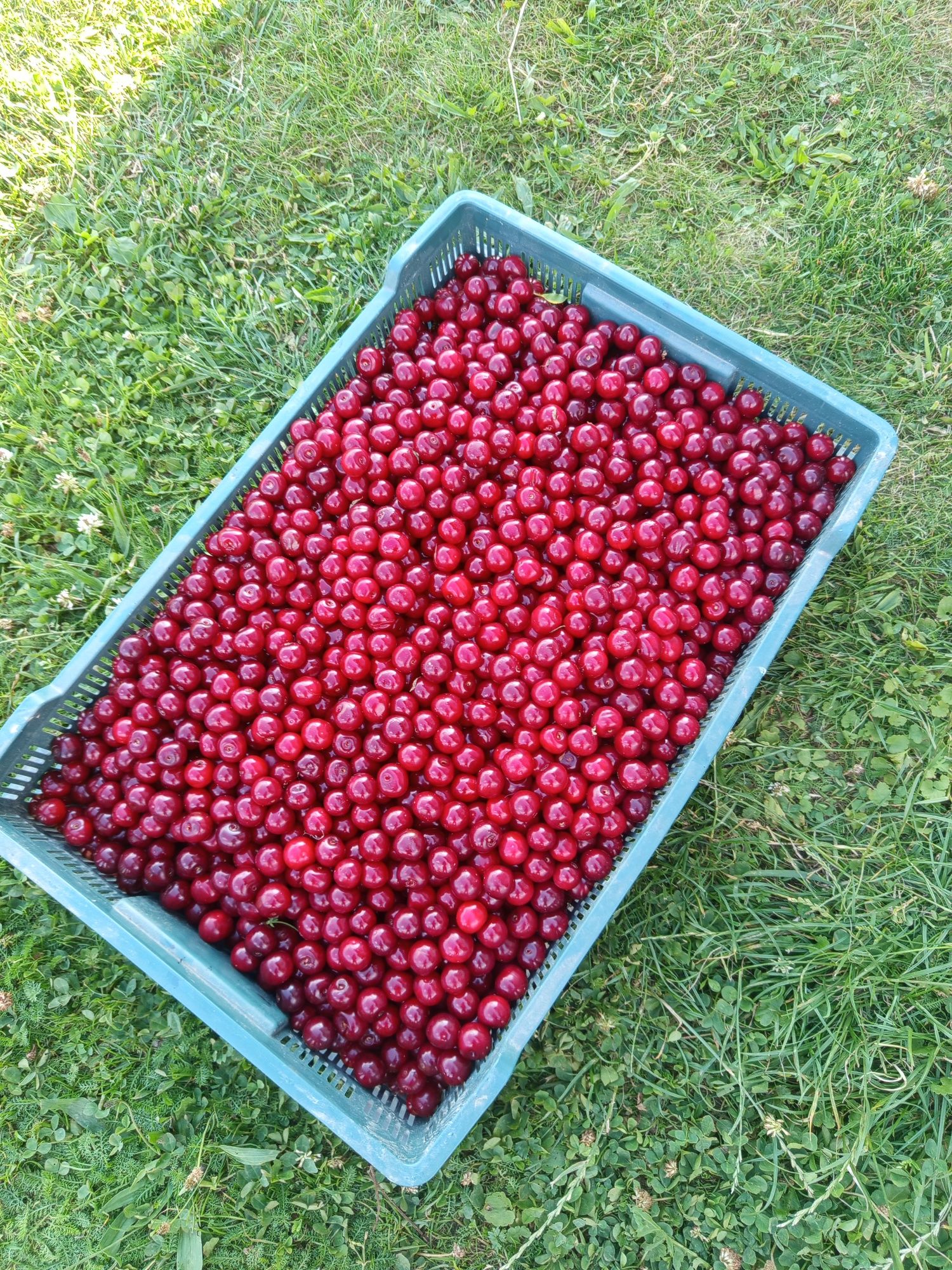 Wiśnie okazja wiśnie producent 10 zł kg