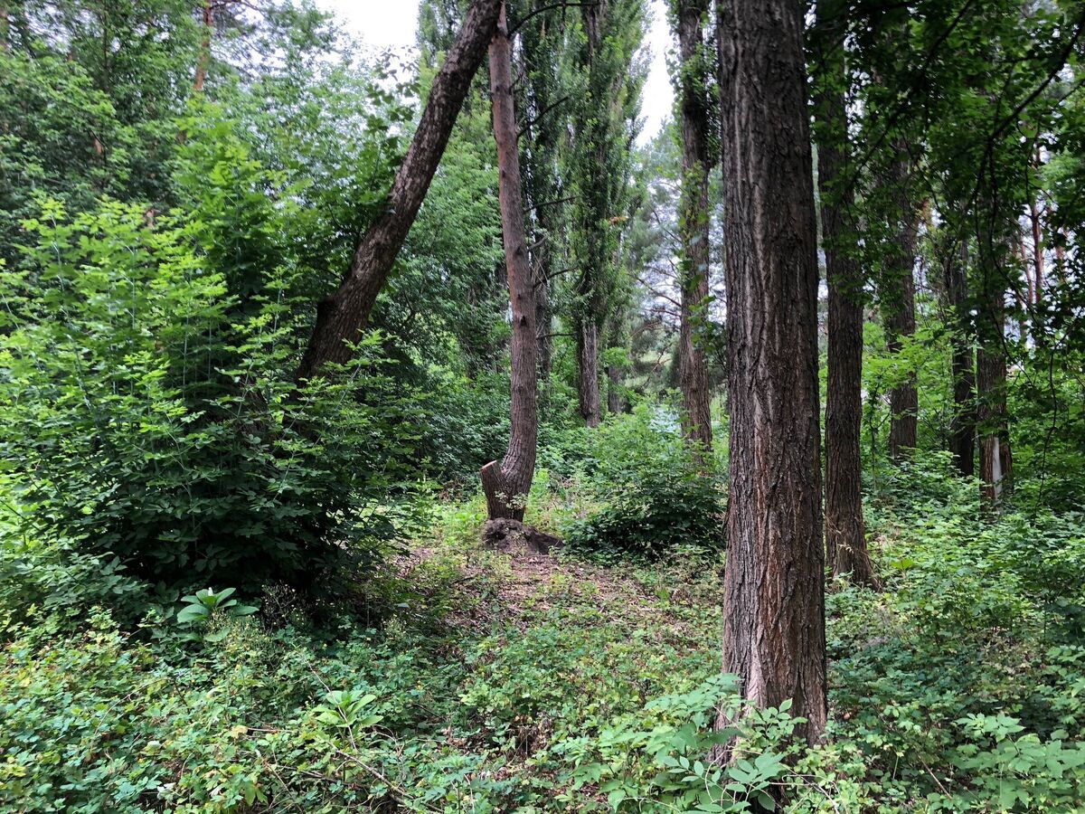 Продам земельну ділянку біля  лісу (комунікації ), в Лелеківці.