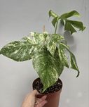 Monstera White Mint