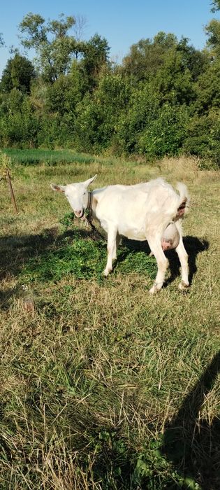 Продам козу домашню