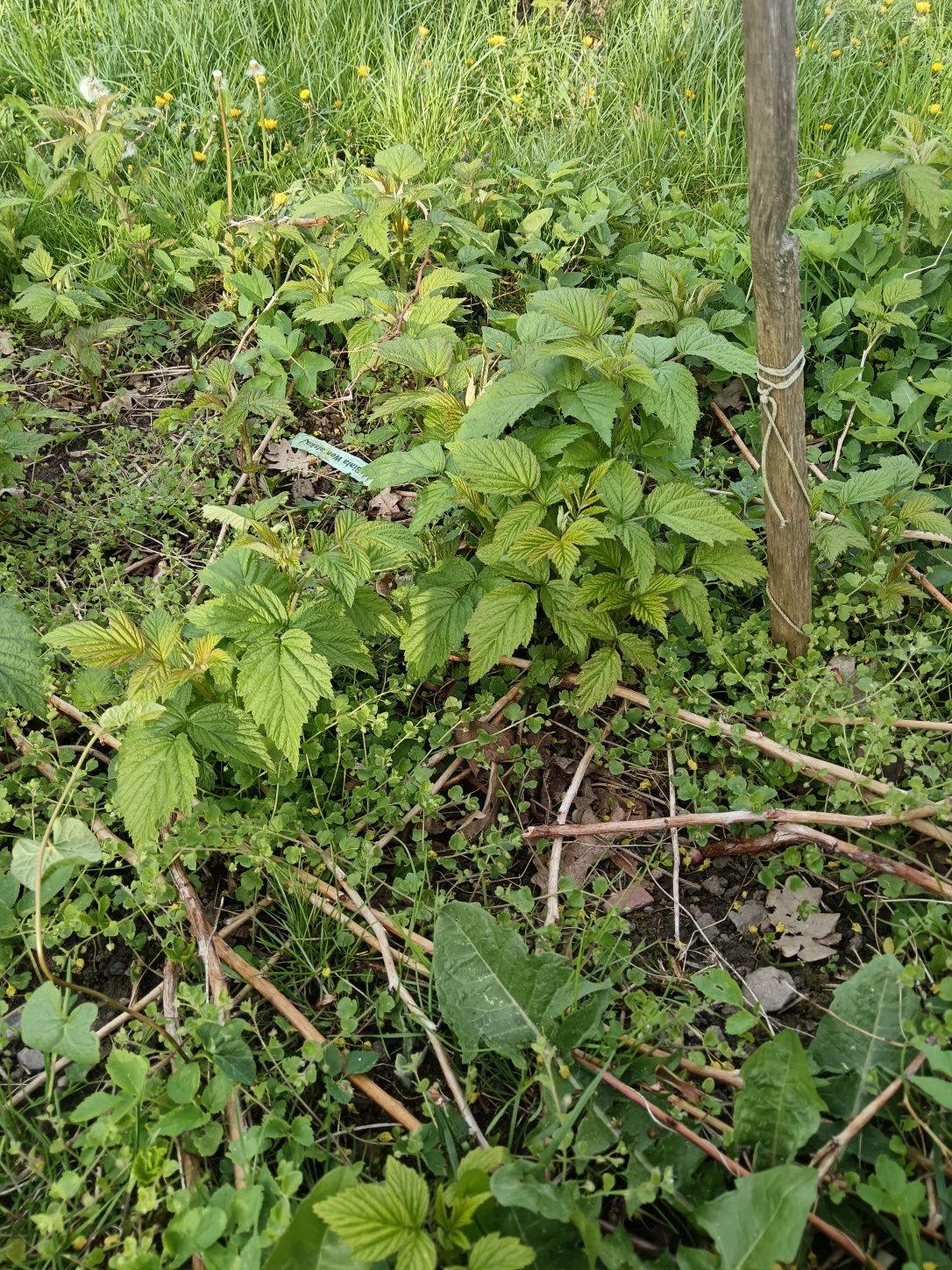 Sadzonki maliny jesiennej, tegoroczne