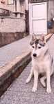 Dou husky para adoção