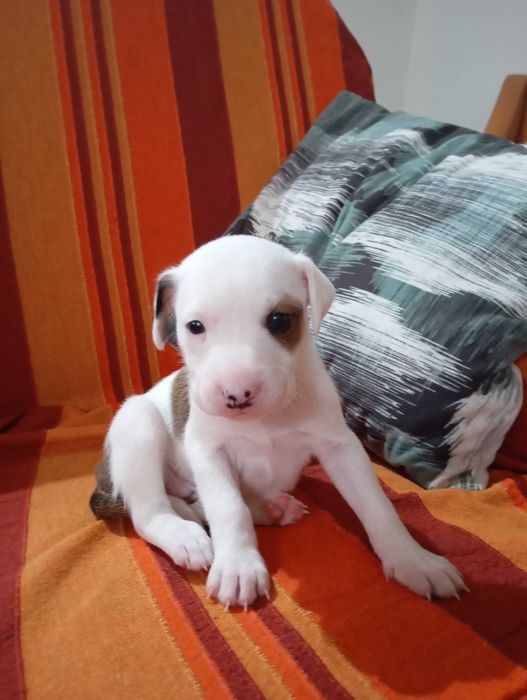Cães bebés para adoção