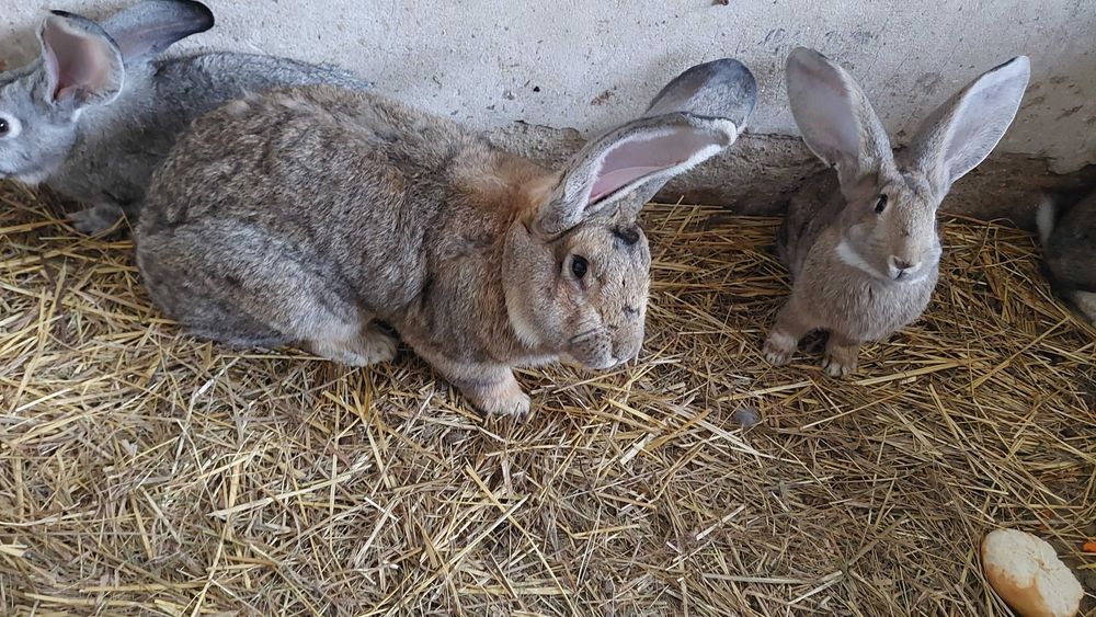 Król belgijski samiec