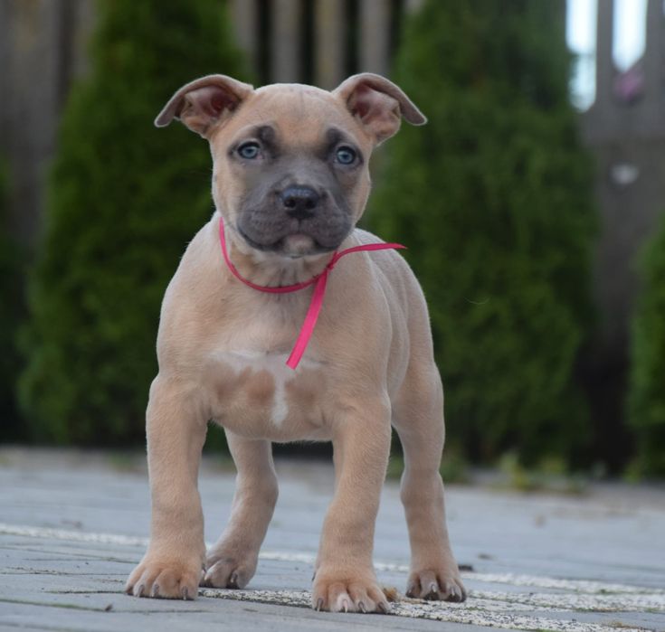 Suczka Amstaff do odbioru