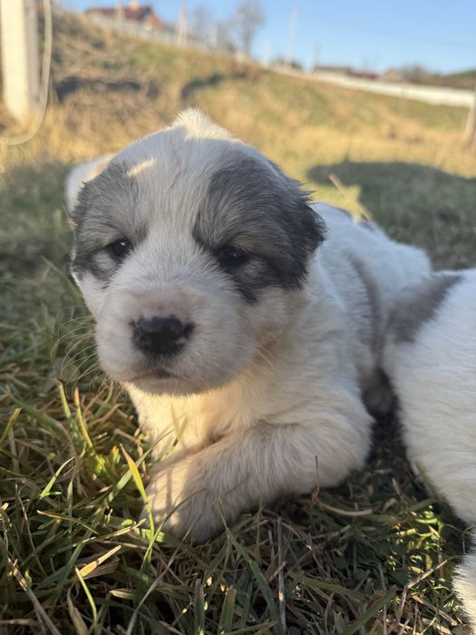 Цуценята алабая\середньоазіатська вівчарка