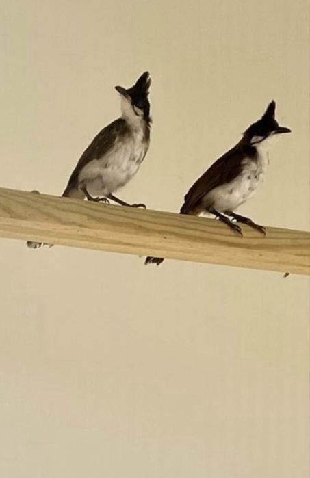 Casal de Bull Bull reprodutor