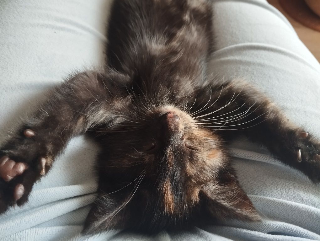 Nirvana i Placek koty do adopcji
