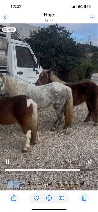 Poneis femeas e machos