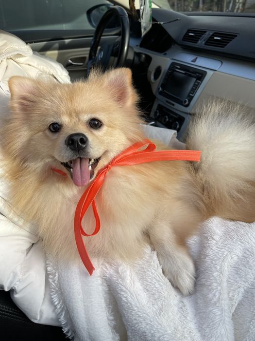 Обіймай і не відпускай  чарівні Померанські шпіци тут!