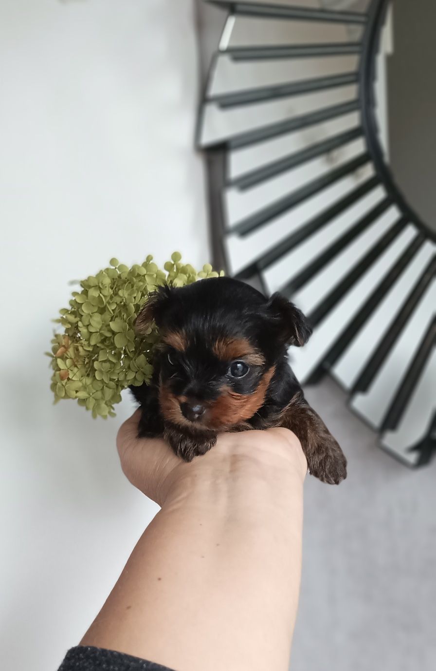 Ciemny piesek Yorkshire terrier