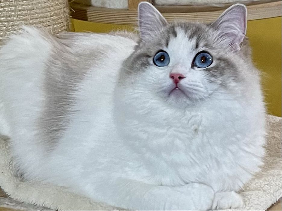 Kotka Ragdoll - pohodowlana