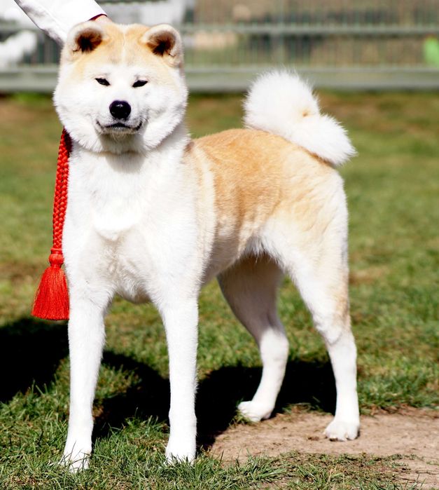Akita japońska, biała suczka , ZKwP / FCI