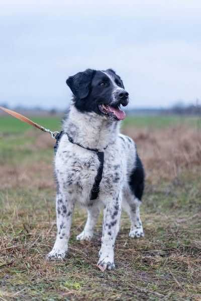 Kajtek typie springer spaniel szuka domku