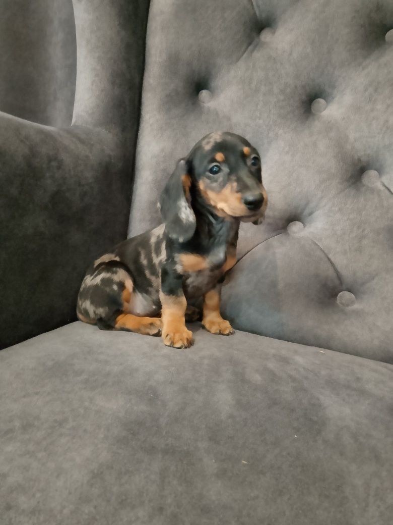 Jamnik blue merle suczka