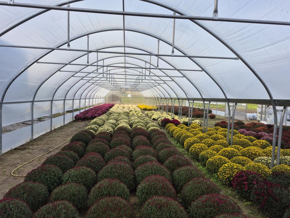 Chryzantemy Drobnokwiatowe Hurt