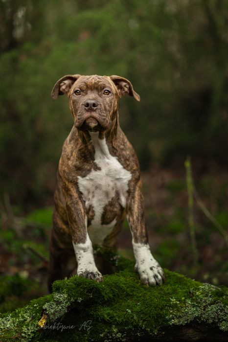 American staffordshire terrier Amstaff FCI ZKwP