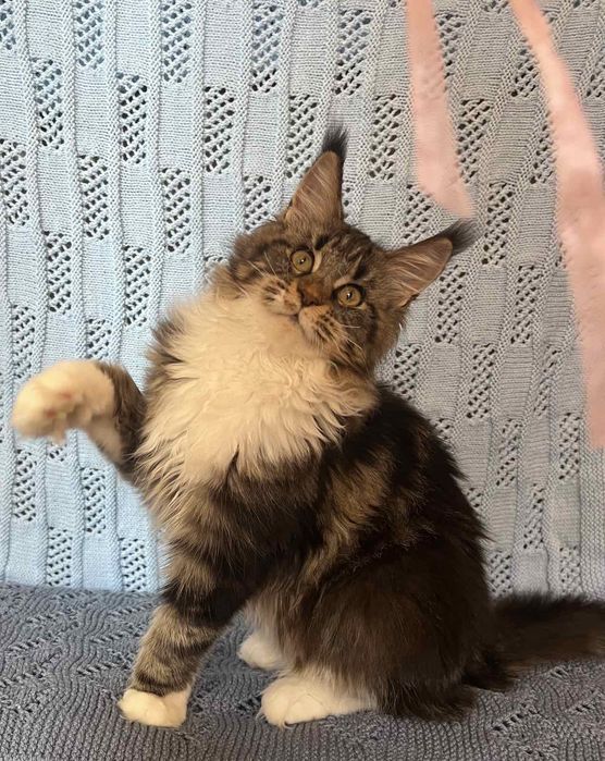 Шикарный котенок мейн-кун (девочка)