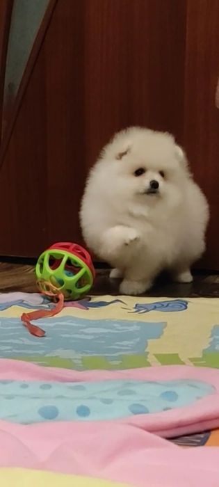 Померанский шпиц. Девочка