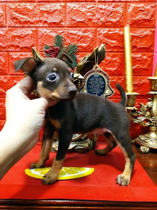 ПитомникКСУ! Отличное соотношение"цена-качество"! Мальчик 2 мес.20дней