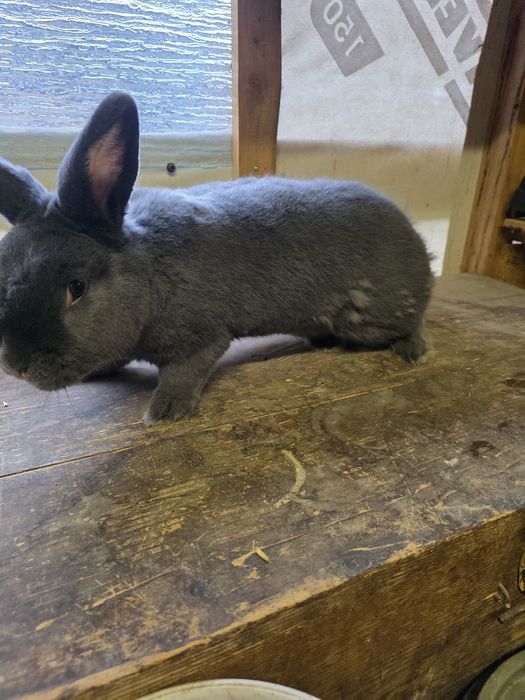 Króliki samica niebieska wiedeńska