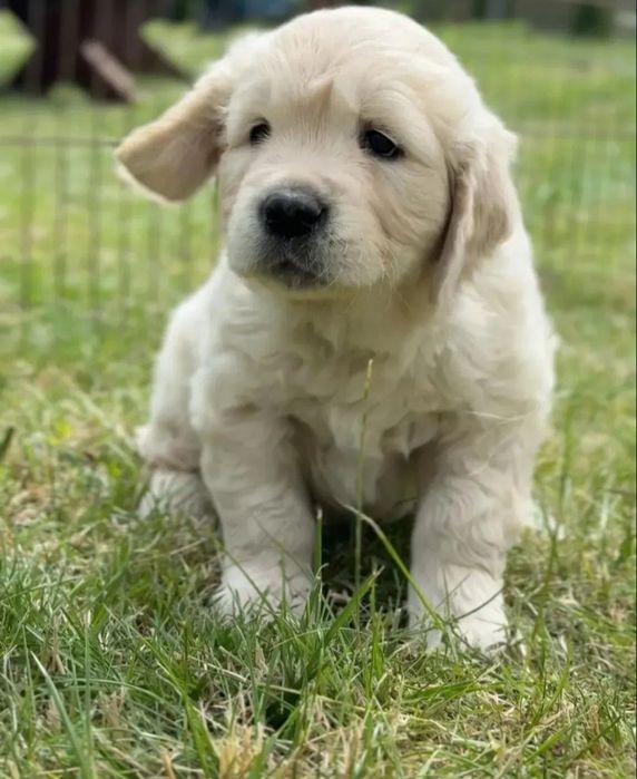 Golden Retriever