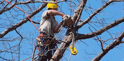 Зрізання дерев! Чистка ділянок!