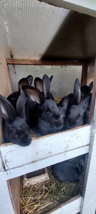 Sprzedam króliki mlode