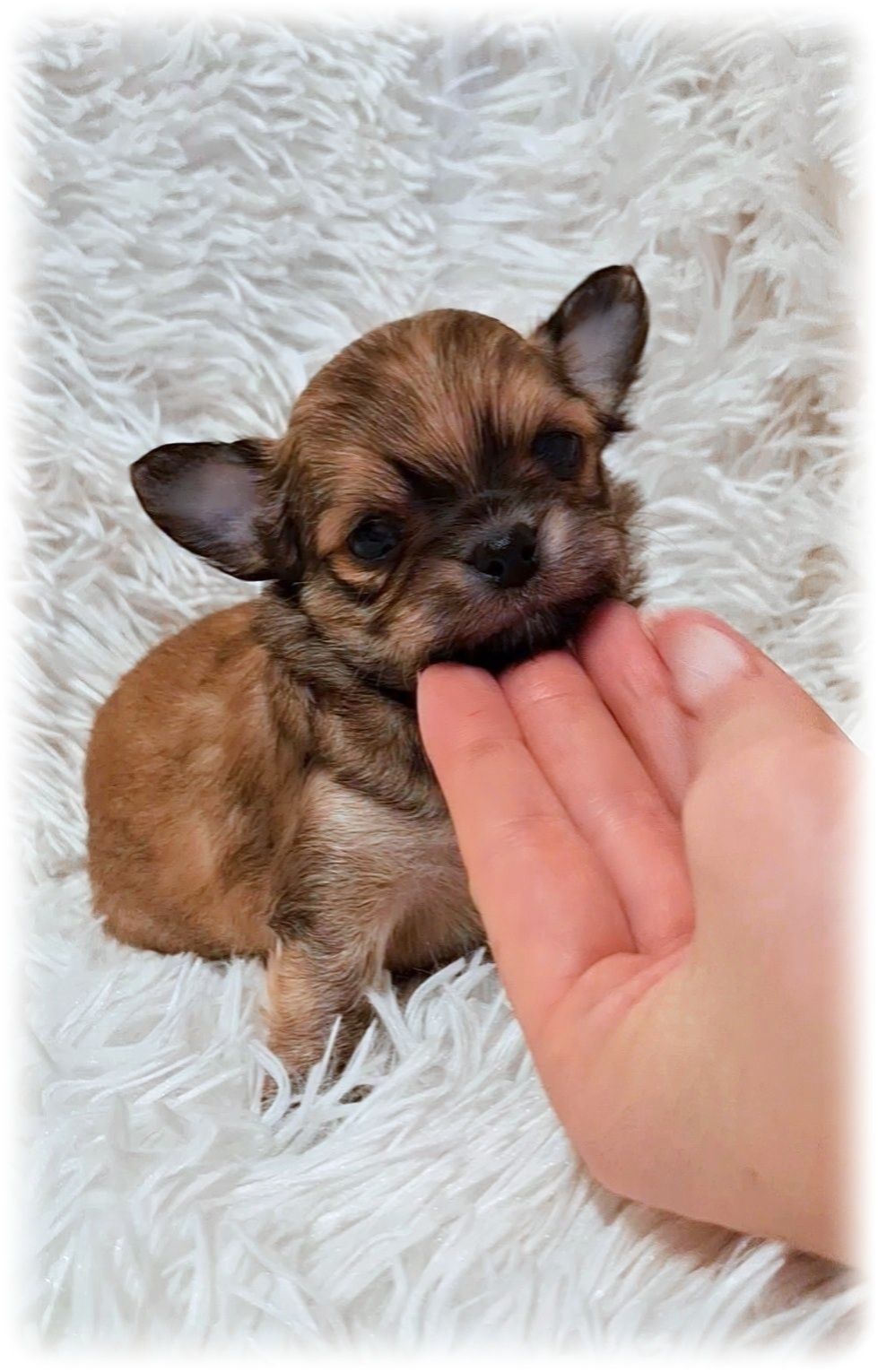 Reproduktor Chihuahua