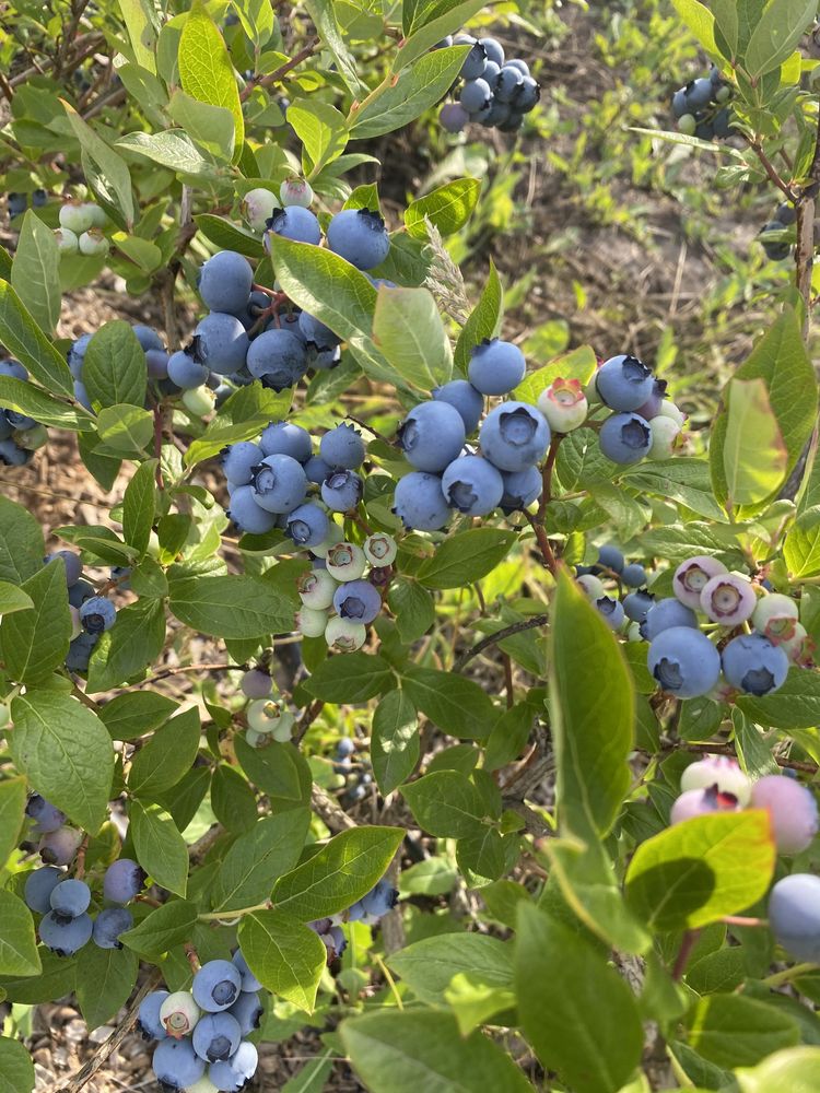 Бізнес продам сад голубіки лохини