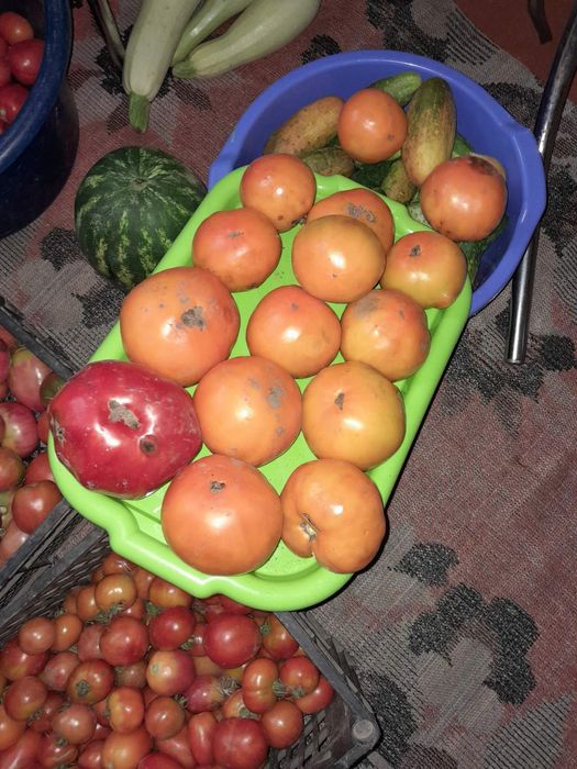 Насіння семена укроп арбуз перец дыни тыква помидоры