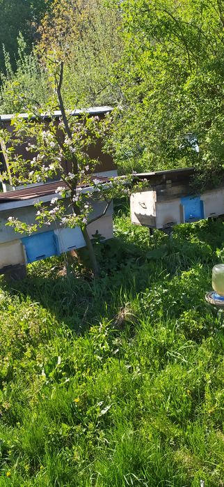 Продам бджолопакети