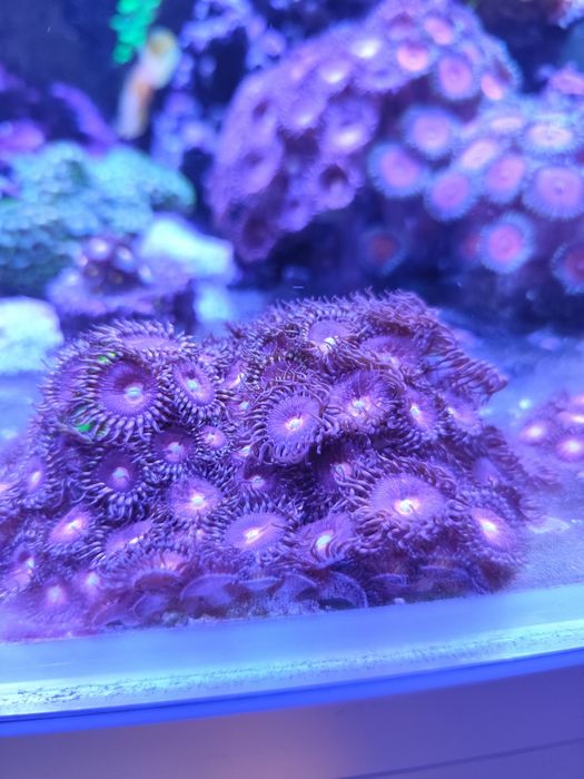 Zoanthus Purple Bee koralowiec miekki