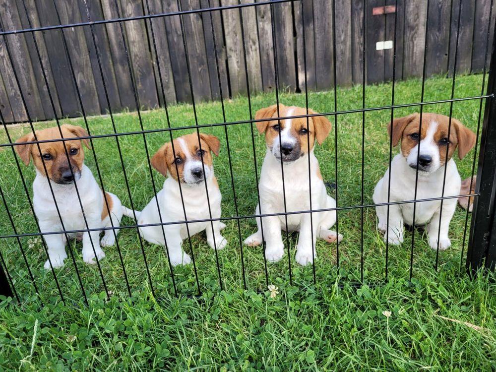 Jack russell terrier suczka Aria